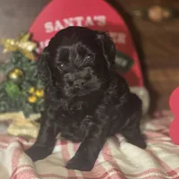 Midnight, a male Cockapoo for sale in Hardy, AR – Photo 5 of 8