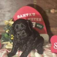 Midnight, a male Cockapoo for sale in Hardy, AR – Photo 8 of 8