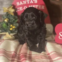 Midnight, a male Cockapoo for sale in Hardy, AR – Photo 7 of 8