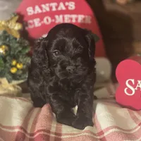Midnight, a male Cockapoo for sale in Hardy, AR – Photo 3 of 8
