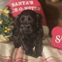 Midnight, a male Cockapoo for sale in Hardy, AR – Photo 1 of 8