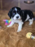 Panda, a female Cocker Spaniel for sale in Hardy, AR – 5 of 9