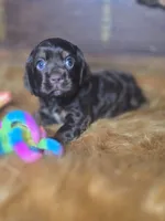 Akria, a female Cocker Spaniel for sale in Hardy, AR – 9 of 10