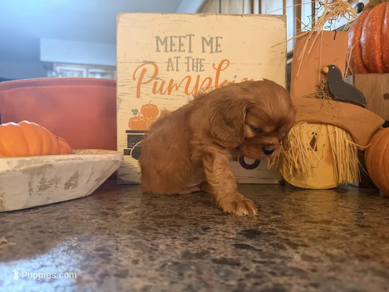 Teddy – Cavalier King Charles Spaniel puppy for sale in Hardy, AR