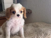 Maddie , a female Cavalier King Charles Spaniel for sale in Hardy, AR – 2 of 5