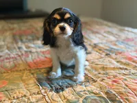Sammy, a male Cavalier King Charles Spaniel for sale in Hardy, AR – 5 of 6