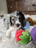 Izzy , a female Cocker Spaniel for sale in Hardy, AR – 5 of 10