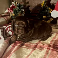 Milo, a male Cocker Spaniel for sale in Hardy, AR – Photo 8 of 8
