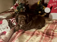 Milo, a male Cocker Spaniel for sale in Hardy, AR – Photo 8 of 8