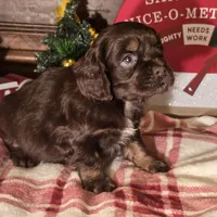 Milo, a male Cocker Spaniel for sale in Hardy, AR – Photo 3 of 8