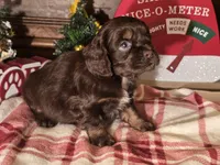 Milo, a male Cocker Spaniel for sale in Hardy, AR – Photo 3 of 8