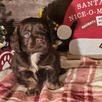 Milo, a male Cocker Spaniel for sale in Hardy, AR – Photo 5 of 8