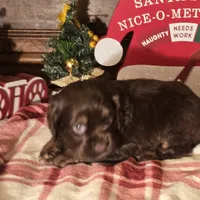 Milo, a male Cocker Spaniel for sale in Hardy, AR – Photo 2 of 8