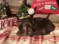 Milo, a male Cocker Spaniel for sale in Hardy, AR – Photo 2 of 8