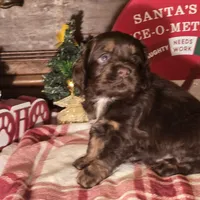 Milo, a male Cocker Spaniel for sale in Hardy, AR – Photo 4 of 8