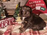 Milo, a male Cocker Spaniel for sale in Hardy, AR – Photo 4 of 8