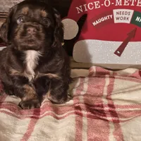 Milo, a male Cocker Spaniel for sale in Hardy, AR – Photo 7 of 8