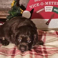 Milo, a male Cocker Spaniel for sale in Hardy, AR – Photo 6 of 8