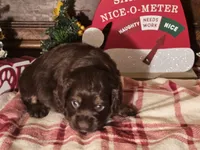 Milo, a male Cocker Spaniel for sale in Hardy, AR – Photo 6 of 8