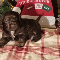 Milo, a male Cocker Spaniel for sale in Hardy, AR – Photo 1 of 8