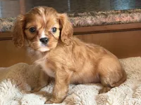 Harry, a male Cavalier King Charles Spaniel for sale in Hardy, AR – 4 of 7