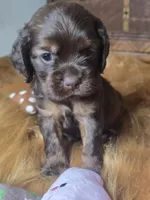 Izzy, a female Cocker Spaniel for sale in Hardy, AR – 8 of 10