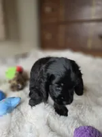 Midnight, a female Cocker Spaniel for sale in Hardy, AR – 7 of 8