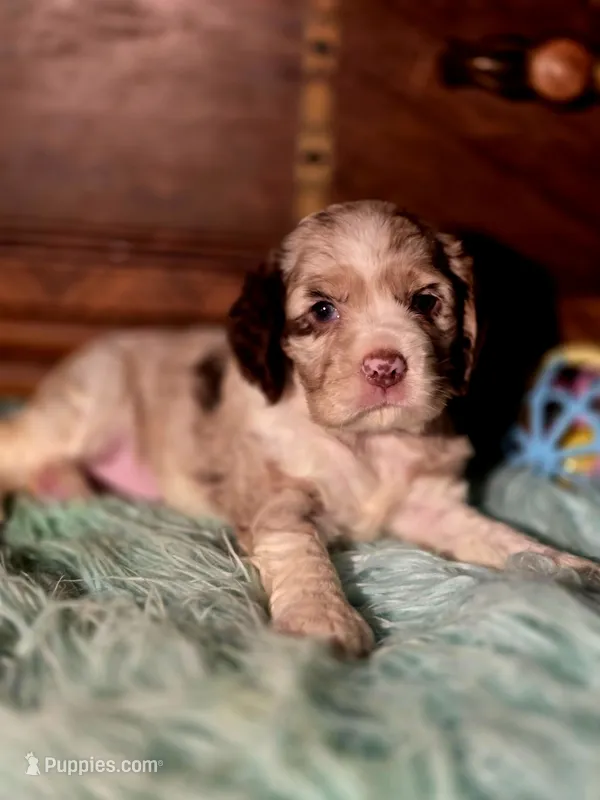 Aroura – Cocker Spaniel puppy for sale in Hardy, AR