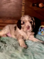 Aroura, a female Cocker Spaniel for sale in Hardy, AR – 1 of 10