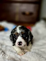 Cameron , a male Cocker Spaniel for sale in Hardy, AR – 3 of 9