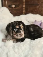 Pretty Boy, a male Cocker Spaniel for sale in Hardy, AR – 2 of 9