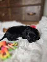 Cole, a male Cocker Spaniel for sale in Hardy, AR – 6 of 9