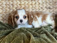 Maggie, a female Cavalier King Charles Spaniel for sale in Hardy, AR – 6 of 7