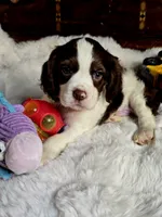 Moody, a male Cocker Spaniel for sale in Hardy, AR – 9 of 9