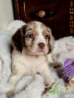 Care Bear, a male Cocker Spaniel for sale in Hardy, AR – 1 of 9