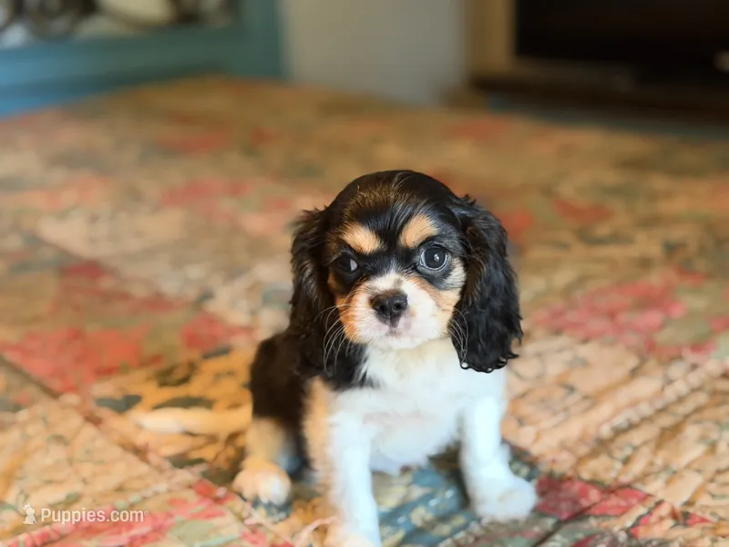 Sammy – Cavalier King Charles Spaniel puppy for sale in Hardy, AR