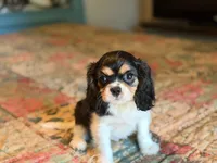 Sammy, a male Cavalier King Charles Spaniel for sale in Hardy, AR – 1 of 6