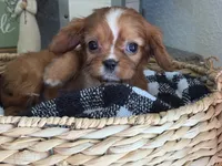 Annie, a female Cavalier King Charles Spaniel for sale in Hardy, AR – 7 of 8
