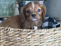 Lacey, a female Cavalier King Charles Spaniel for sale in Hardy, AR – 2 of 7