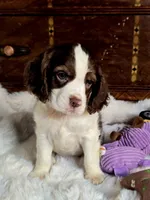 Moody, a male Cocker Spaniel for sale in Hardy, AR – 2 of 9