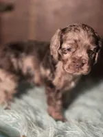Bonnie, a female Cocker Spaniel for sale in Hardy, AR – 7 of 8