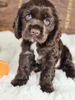 Hershey , a male Cocker Spaniel for sale in Hardy, AR – 9 of 9