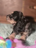 Sassy, a male Cocker Spaniel for sale in Hardy, AR – 10 of 10