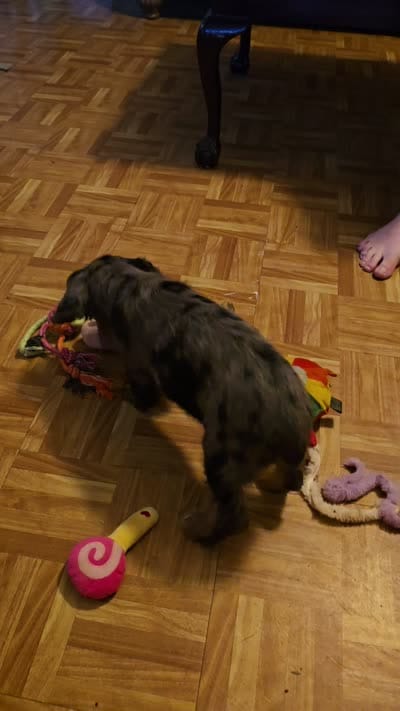 Sissy, a female Cocker Spaniel for sale in Hardy, AR – 10 of 10