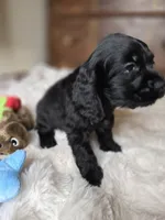 Midnight, a female Cocker Spaniel for sale in Hardy, AR – 6 of 8