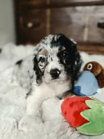Izzy , a female Cocker Spaniel for sale in Hardy, AR – 8 of 10