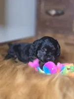 Midnight , a male Cocker Spaniel for sale in Hardy, AR – 6 of 10