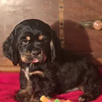 King, a male Cocker Spaniel for sale in Hardy, AR – Photo 2 of 8