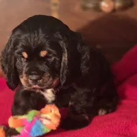King, a male Cocker Spaniel for sale in Hardy, AR – Photo 7 of 8