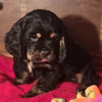 King, a male Cocker Spaniel for sale in Hardy, AR – Photo 3 of 8
